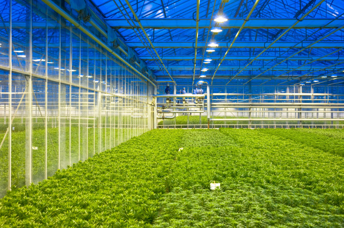 Greenhouse