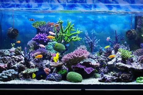 Coral Fish System