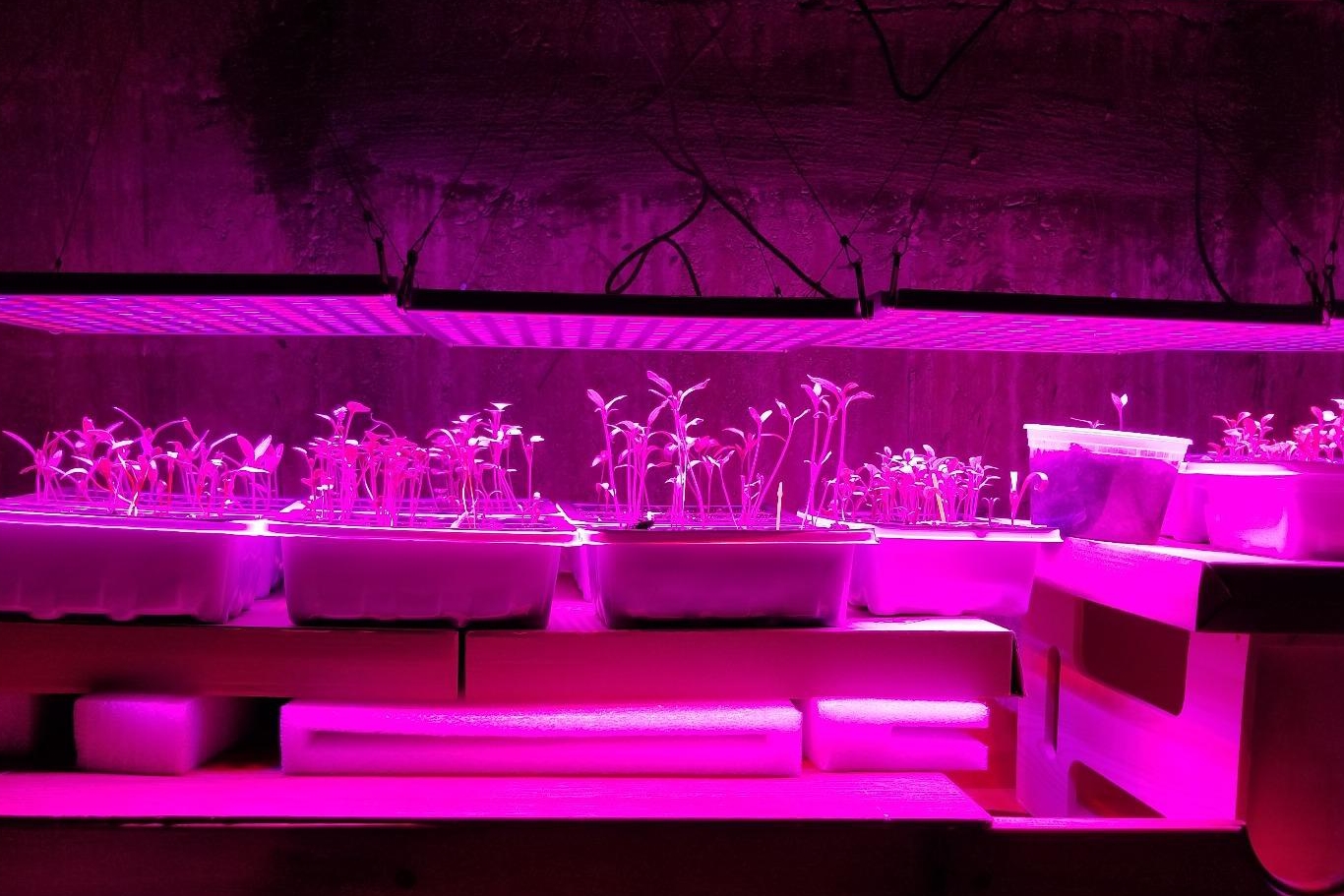 Medical Plants